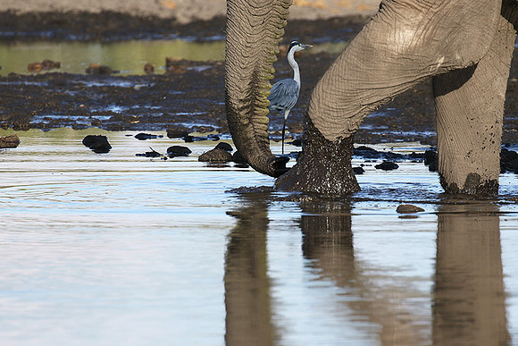 Delta of Okavango