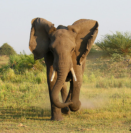 Delta of okavango