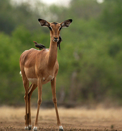 Impalas at the waterhole - Mashatu game reserve