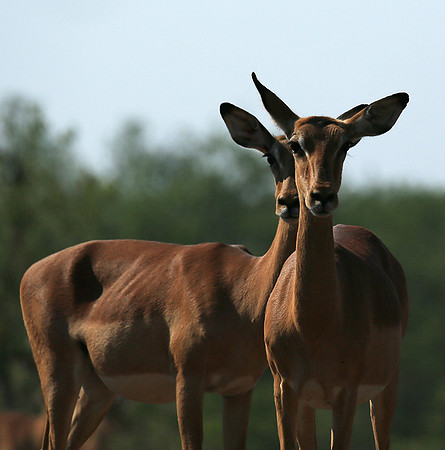 At the waterhole - Mashatu game reserve