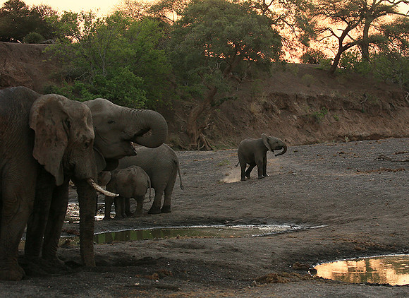 Mashatu game reserve