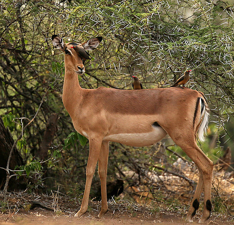 At the waterhole - Mashatu game reserve