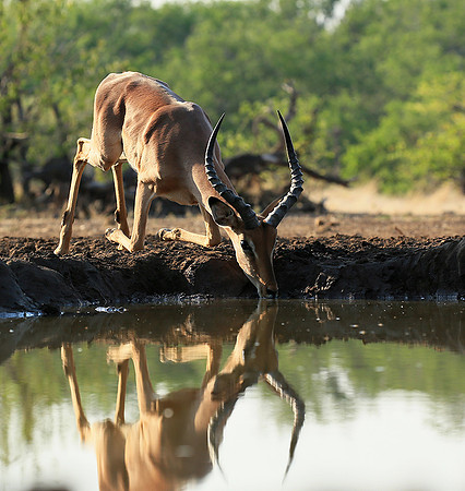 At the waterhole - Mashatu game reserve