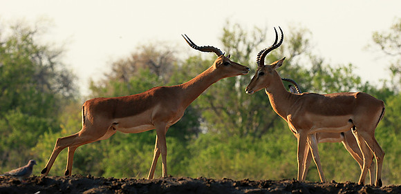 Impalas at the waterhole - Mashatu game reserve