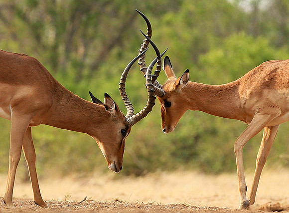 Impalas at the waterhole - Mashatu game reserve