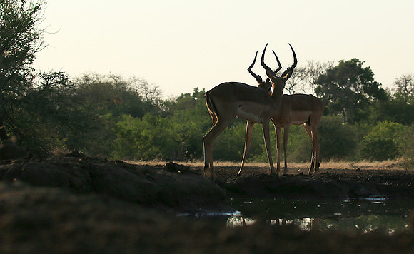 Impalas at the waterhole - Mashatu game reserve