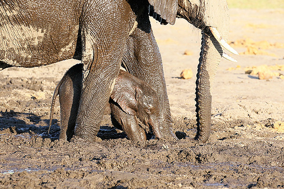 Delta of Okavango