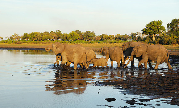 Delta of Okavango