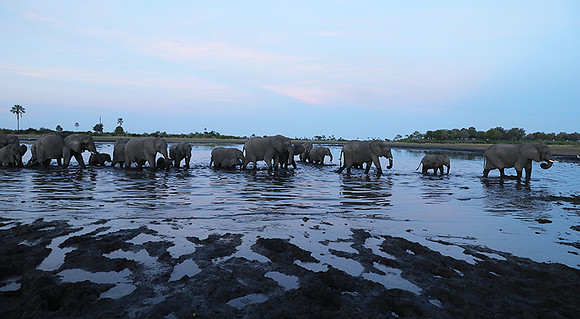 Delta of Okavango