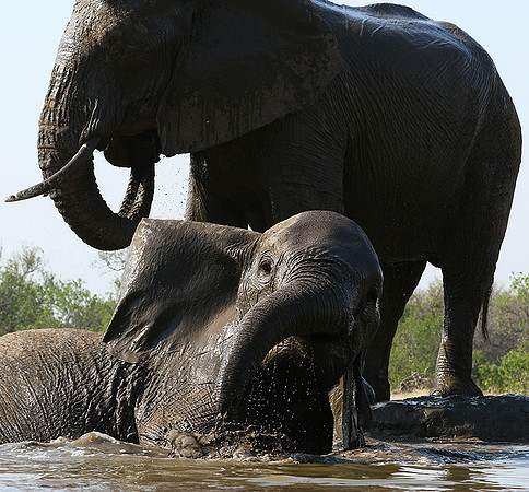 Mashatu : at the waterhole