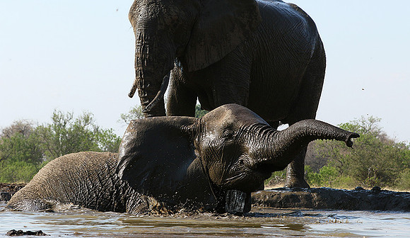 Mashatu : at the waterhole