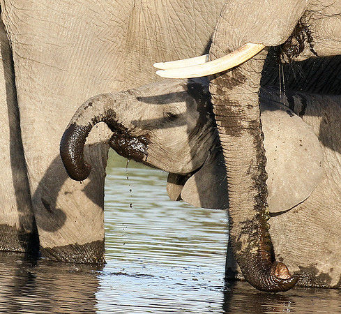 Delta of Okavango