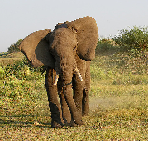 Delta of okavango