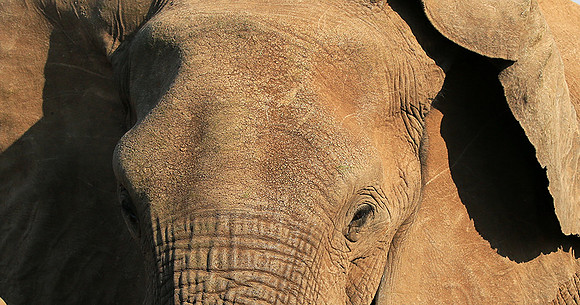 Mashatu game reserve