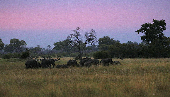Delta of Okavango