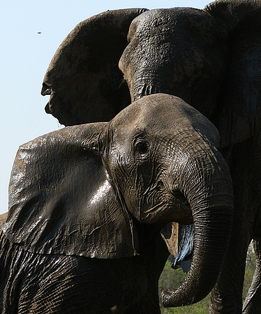 Mashatu : at the waterhole
