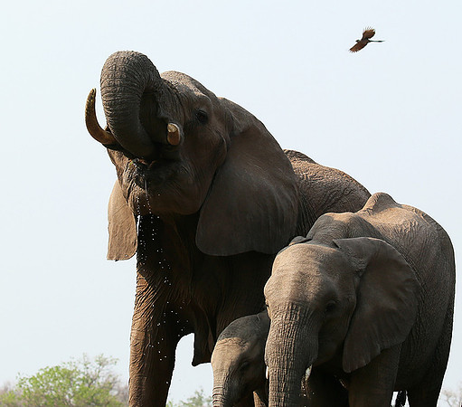 Mashatu game reserve