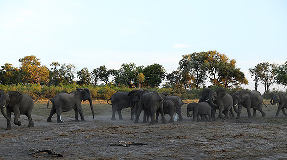 Delta of Okavango - Abu concession