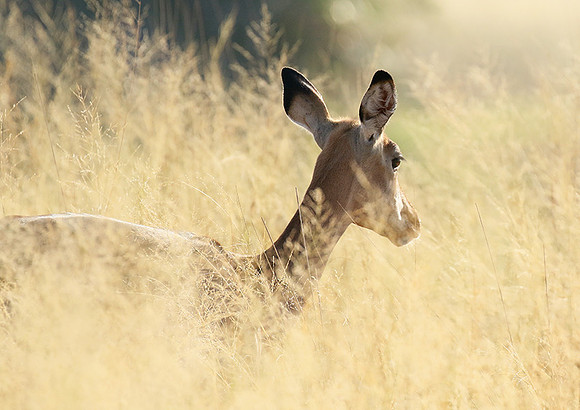 Delta of okavango