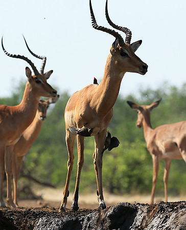At the waterhole - Mashatu game reserve