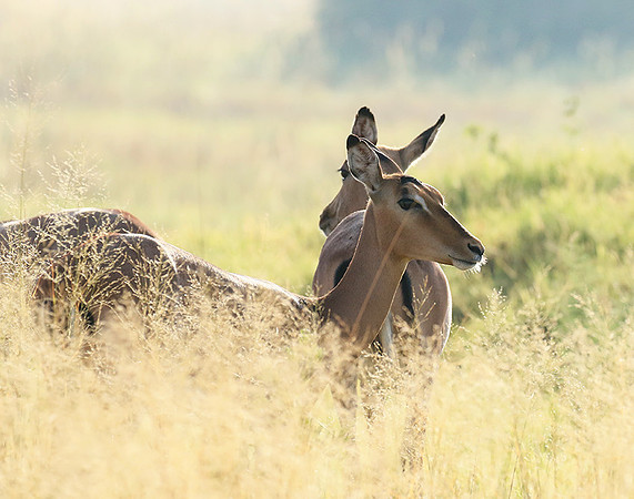 Delta of okavango