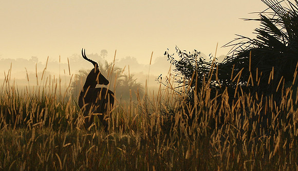 Delta of okavango