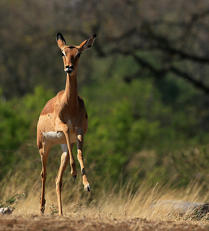 At the waterhole - Mashatu game reserve
