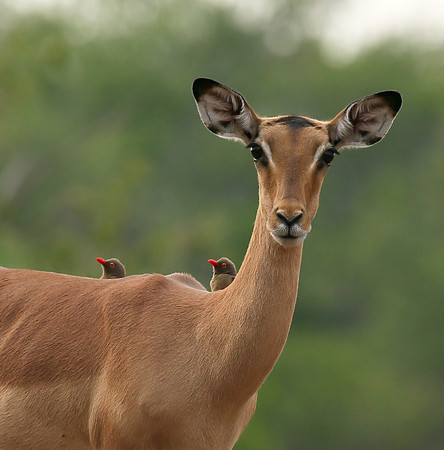 Impalas at the waterhole - Mashatu game reserve