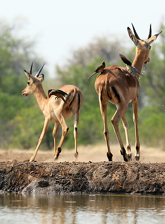 At the waterhole - Mashatu game reserve