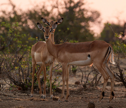 At the waterhole - Mashatu game reserve