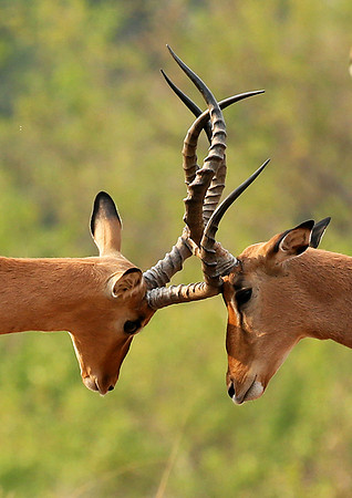Impalas at the waterhole - Mashatu game reserve