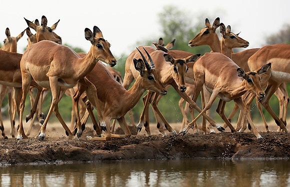 At the waterhole - Mashatu game reserve