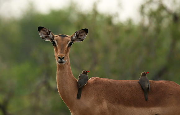 Impalas at the waterhole - Mashatu game reserve