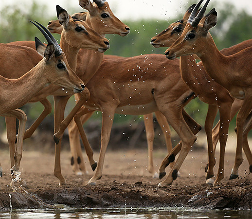At the waterhole - Mashatu game reserve