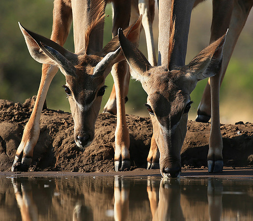 At the waterhole - Mashatu game reserve