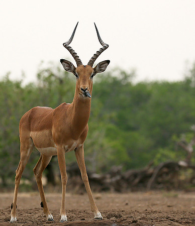 At the waterhole - Mashatu game reserve