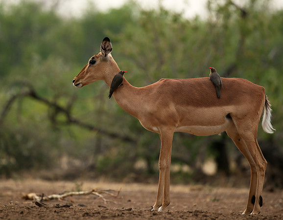Impalas at the waterhole - Mashatu game reserve