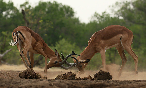 At the waterhole - Mashatu game reserve