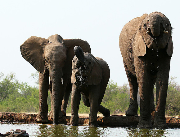 Mashatu game reserve