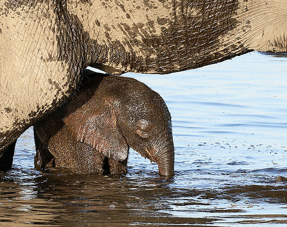 Delta of Okavango