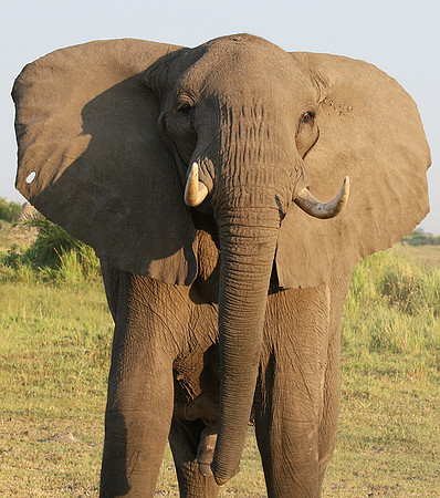At Duba Plains