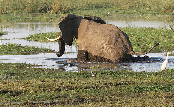 At Duba Plains