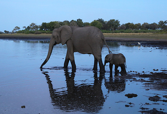 Delta of Okavango
