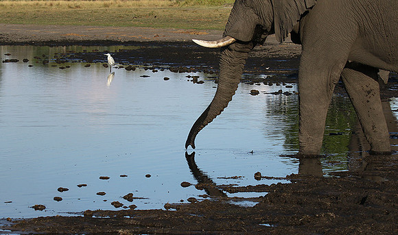 Delta of Okavango