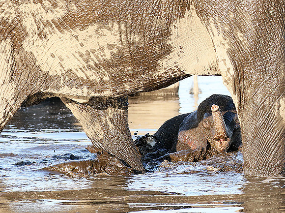 Delta of Okavango