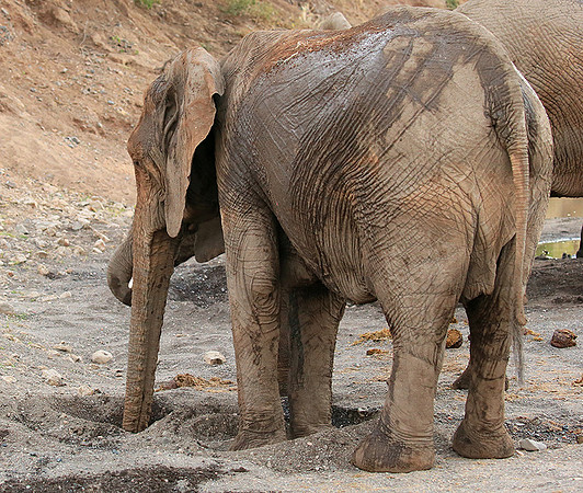 Mashatu game reserve