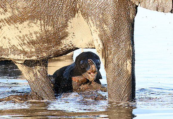 Delta of Okavango (Abu concession)
