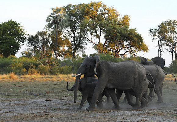 Delta of Okavango