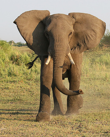 At Duba Plains