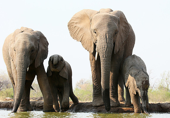 Mashatu game reserve